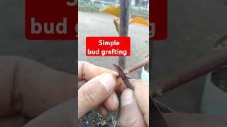 Simple bud grafting #grafting #budgrafting #bougainvillea #gardening #howto #howtografting