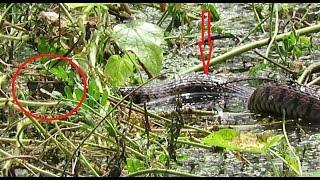 Water Snake swallows Bull frog in Asia | Water snake vs Bull frog | Snake catching bull frog