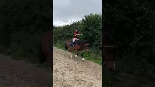 When it’s still light enough to ride after school  #ponies #esmeandcherry #equestrian #shetland