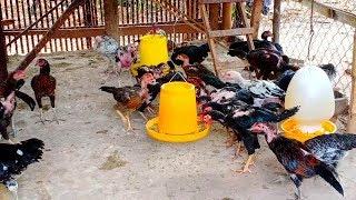 Chicken Videos At Farm