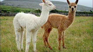 Diferencias entre las Llamas y Alpacas - TvAgro por Juan Gonzalo Angel