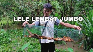 PASANG BUBU DAPAT LELE JUMBO KANIBAL 