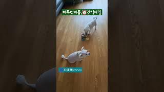 엄마 눈치보는중!   #하루또이틀#shorts