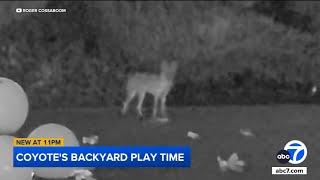 Coyote plays with dog toys in Yorba Linda backyard, video shows