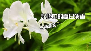 野薑花~記憶中的夏日清香