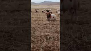 اشتركو بقناتي مربي الاغنام غنم جبل مشاءالله تبارك الرحمن