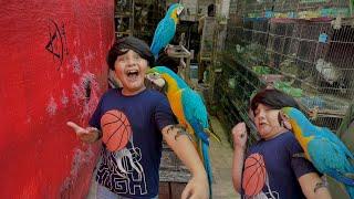 Ali ko 5 lakh ka Macaw Parrot passand a gaya  || Macaw Parrot ny Ali pr Attack kr deya  ||