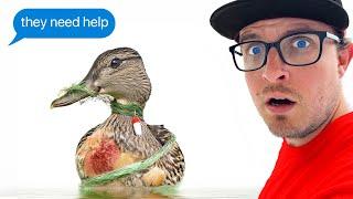 I Rescued These Ducks Just In Time!