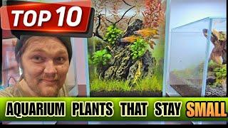 Miniture Aquarium Plants... That Stay Small!  10+ Perfect Aquascape Foreground, Carpet or Nano Tank.