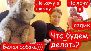 VLOG Даша не хочет в школу, а Алиса в садик