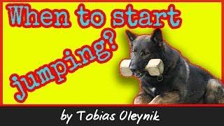 When to start jumping your dog - by Tobias Oleynik