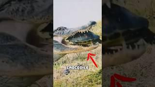 Can Crocodiles Eat Turtles?!#AnimalFacts #Wildlife #turtle #crocodile