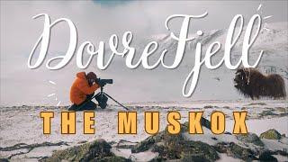 "Encountering the Legendary Muskox of Dovrefjell | Wildlife Photography Adventure"