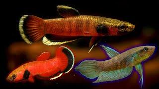 Three Wild Betta Fish Varieties - Highly Recommend These