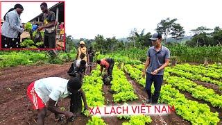 Rau xà lách Việt Nam Mang bán tại chợ đầu mối như thế nào || Tony Phong cuộc sống Châu Phi