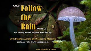 Follow the rain - come with us on a pioneering adventure into the exquisite world of fungi.