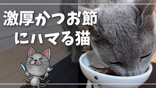 食欲の秋、爆食の猫さんはこちら【ロシアンブルー】猫