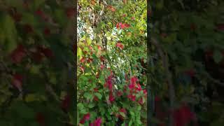 spring of Islamabad #spring #feelings #flowers #islamabad #shorts #viralvideo #shortvideo #trending