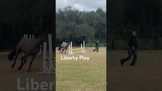 Liberty #horsetime #horse