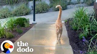 Neighborhood Cat Brings His Friends To Meet His Favorite Girl | The Dodo