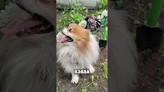 #форвет #cat #собака #здравсити