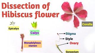 Dissection of Hibiscus Flower  Biology Practical | Pravin Bhosale