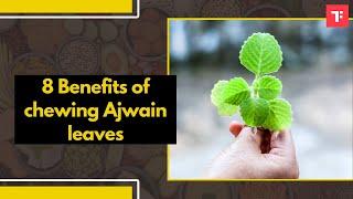 Health Benefits of Ajwain Leaves:  A Simple Spice with Remarkable Healing Powers