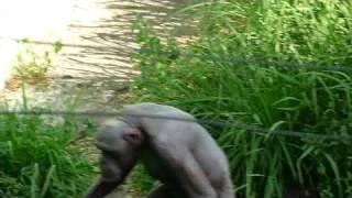 Freaky Hairless Gorilla Mysore Zoo India