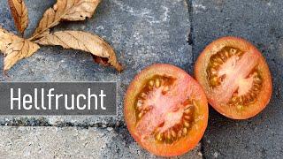 Hellfrucht - Eine deutsche Freilandtomate als kurzes Sortenprofil