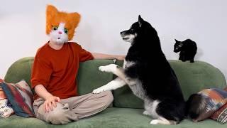 The Most Hilarious Way To Get the Attention Of Huskies And Cats!