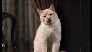 Disney Sunday Movie "The Richest Cat in the World" Season 30 Ep 6