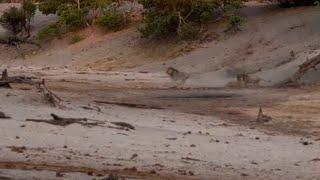 Brutal lion fight! Waziba attacks a lioness, then hits Pretty Boy II