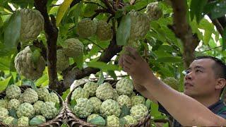 4 years living in the forest, harvesting big custard apples to bring to the market to sell