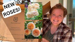 UNBOXING & PLANTING 7 NEW DAVID AUSTIN ROSES     Landscaping Around Our House