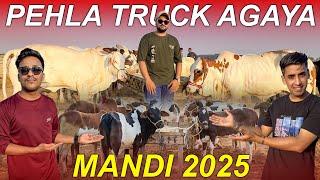 Maweshi Mandi Mein Pehla Truck Agaya Aur Fahad Bana Beopari !! 