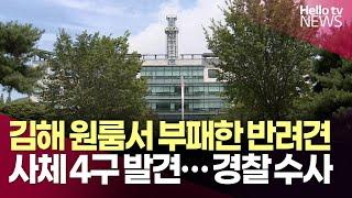 김해 원룸서 부패한 반려견 4구 발견…경찰 수사ㅣ#헬로tv뉴스