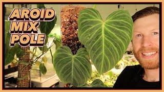 Aroid Mix Poles WILL Replace your Moss ||  How to GROW LARGE Leaves