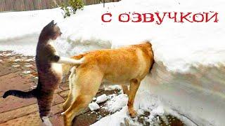 Приколы с котами! Самые смешные животные С ОЗВУЧКОЙ! Я РЖАЛ И ЛОПНУЛ!