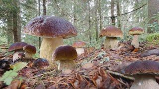 MUSHROOM FORAGING!!! KING BOLETE! GIANT FUNGHI PORCINI! Cèpe! Cep! Steinpilz! Boletus edulis. ASMR.