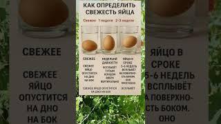 КАК ОПРЕДЕЛИТЬ СВЕЖЕСТЬ ЯЙЦА — ПРОСТОЙ ТЕСТ С ВОДОЙ 