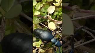 The Toxicity Of The Oil Beetle
