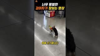 마트가서 장보는 댕댕이