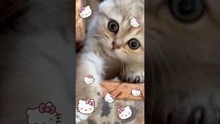 Hello Kitty Lada #shorts #cat #cute #kitten #ladakitty #viral