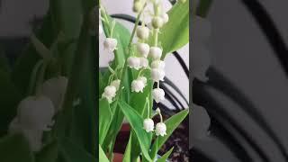 代表“幸福归来”的铃兰花，开花满枝都是小铃铛，散发高级香水味！（花友：站在高山看风景）