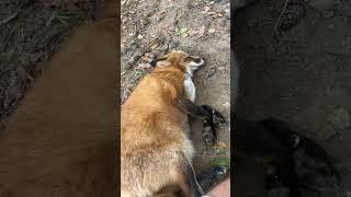 Ли Сяо / Alice the Fox Лиса Алиса (Тяжело быть лисой!!)
