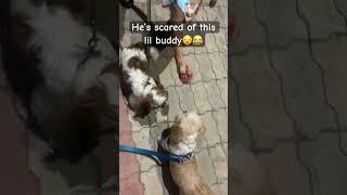 What a coward dog‍️ #puppy #levi #shihtzu #dog #youtubeshorts #ytshorts #ytshortsindia #shorts