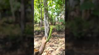 How to grafting mango tree in summer EP712 #satisfying #shorts