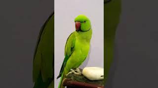 Mitthu #parrot #talkingparot #birds #nonstoptalkingparrot #talkingparrot #mithukibatain 