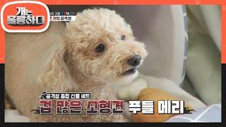 공격성 있는 개들의 특징 푸들이 문제가 많은 이유는 많이 키우기 때문에 [개는 훌륭하다/Dogs Are Incredible] | KBS 210719 방송