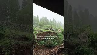 monsoon season 2k25 #nature #shorts #ytshorts #rain #mrbeast #india